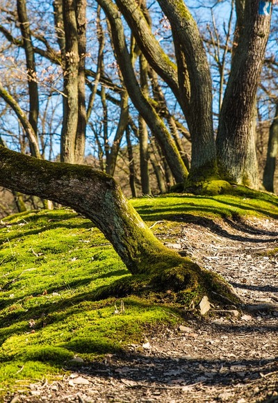 Waldweg
