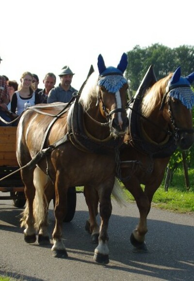Pferdekutschfahrt Wasserburg