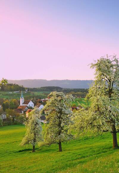 Streuobstwiesen in Oberreitnau