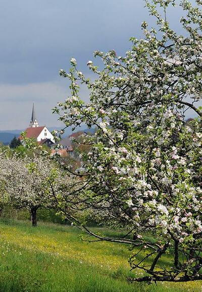 Streuobstwiese im Leiblachtal