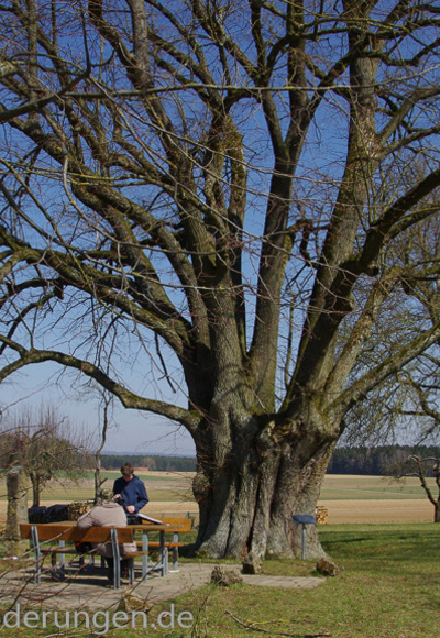 Russenlinde bei Breitenlesau