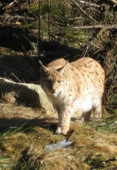 Luchs