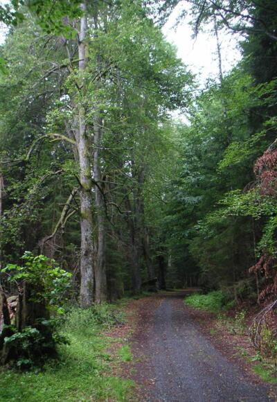 Der Wanderweg nach Markt Eisenstein auf der tschechischen Seite.