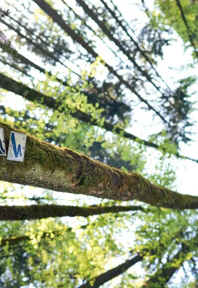 Flusswanderweg/Luchspfad Bayerisch Eisenstein