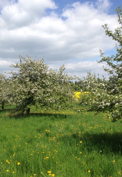 Apfelblüte