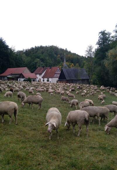 Schafe im fränkischen Jura
