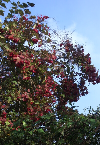 Von Mitwitz nach Bächlein.