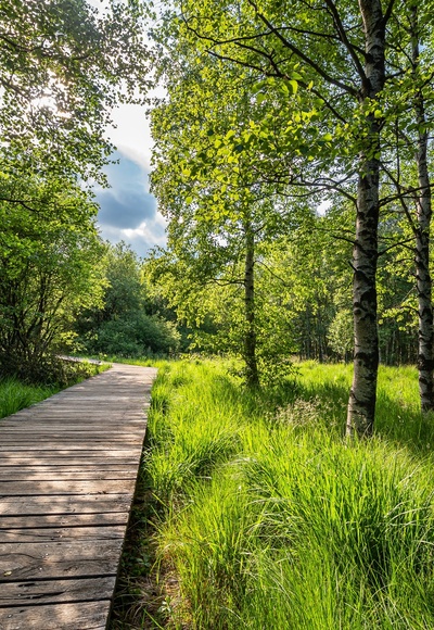 Bohlenpfad im Roten Moor