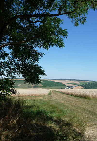 Blick vom Karlsberg ins Taubertal nach Tauberrettersheim