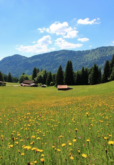 Bergwiesen bei der Gundhütte