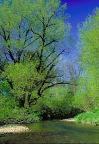 Bachlandschaft
