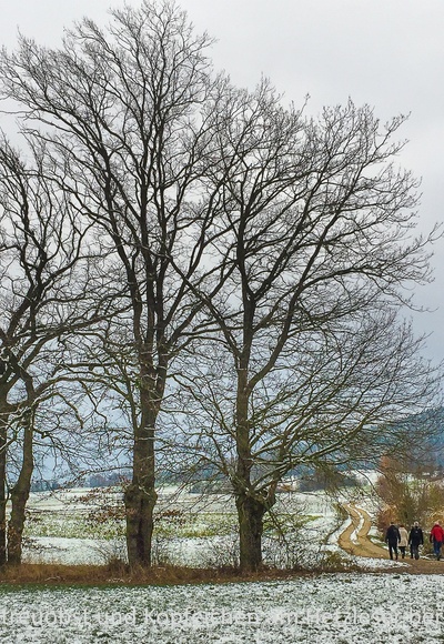 Kopfeichen und Steuobstwiesen am Hetzleser Berg