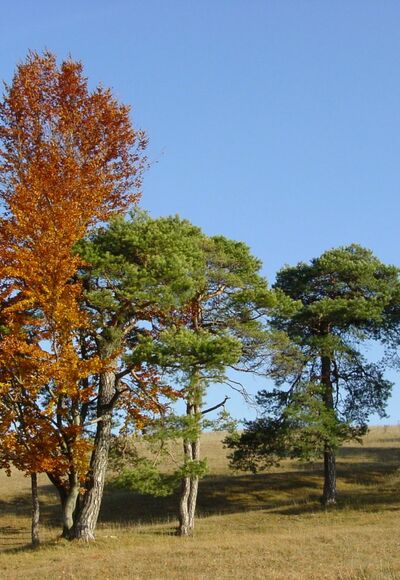 Magerrasen in Weltenburg