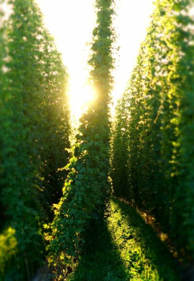 Hopfengarten in der Abendsonne