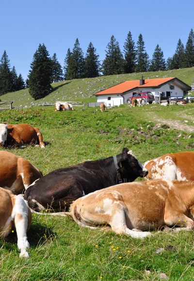Auf dem Riesenplateau - gemütlich geht's her