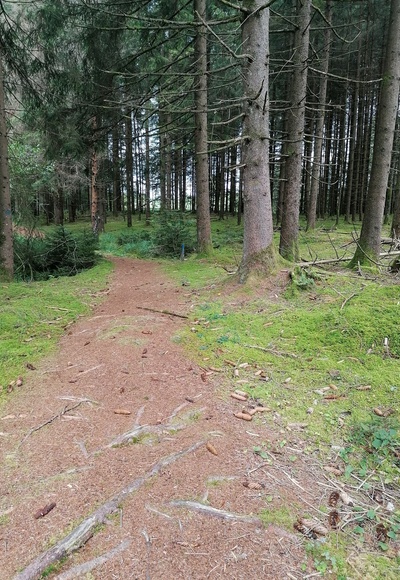 Weg zum Holzweible