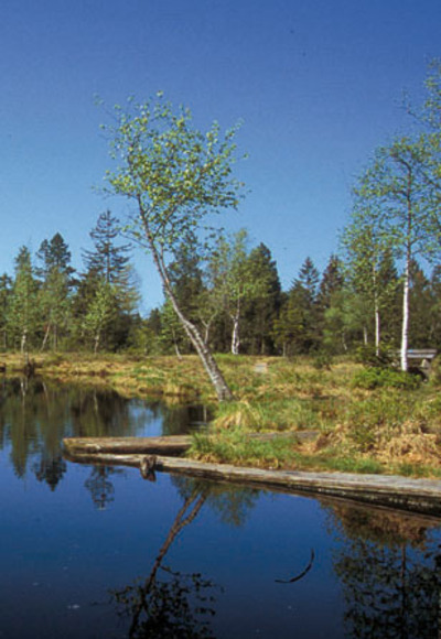 src_99044004-0.jpg