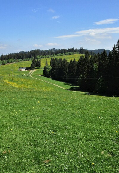 Gemütlich führt der Weg über den sanften Höhenrücken zum Fürnberg