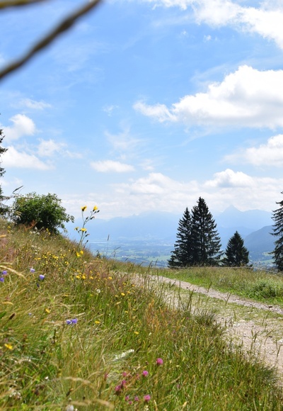 Flora entlang des Wanderweges zur Kappeler Alp