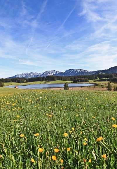 Attlesee mit Löwenzahn