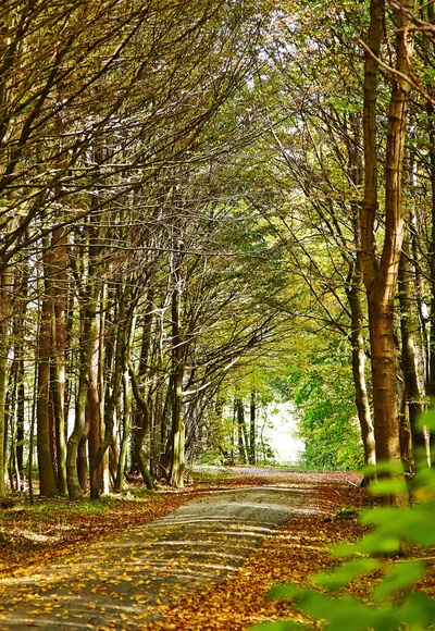 Naturerlebnis Wald