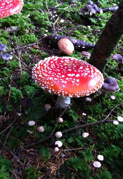 Fliegenpilz im Schweindorfer Wald 
