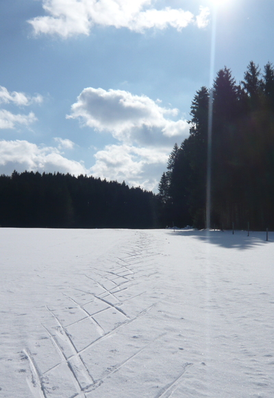 Am Rand des Kempter Waldes