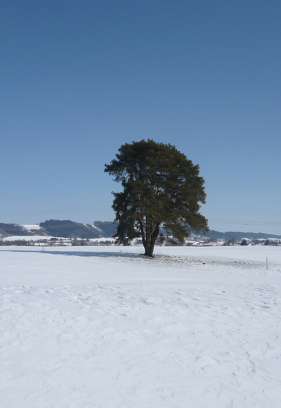 Kiefer an der Schorenmoosloipe