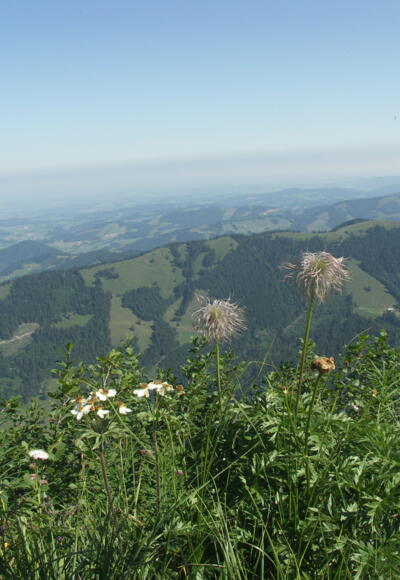 Blick ins Westallgäu.