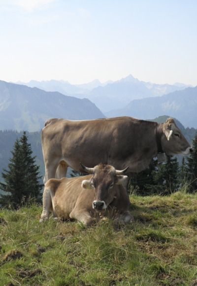 Blick vom Steinpasssattel in die Allgäuer Berge