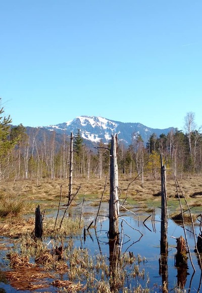 Werdensteiner Moos mit Grünten