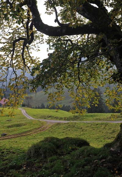 Bergulme auf dem Weg zur Oberstiegalpe