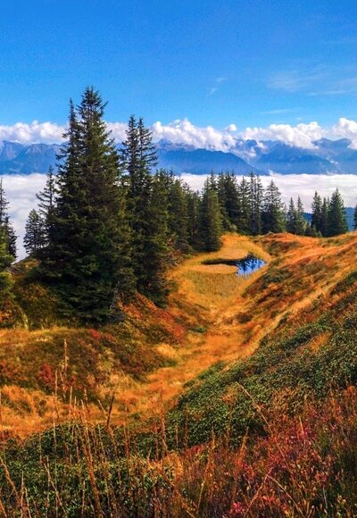 Herbstliche Moorlandschaft am Wannenkopf