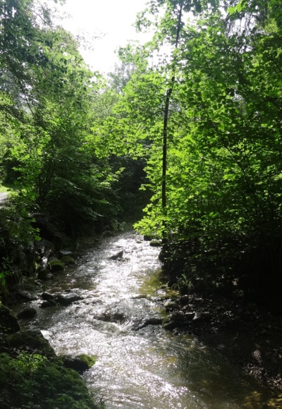 Der Pfad führt idyllisch durch den Wald