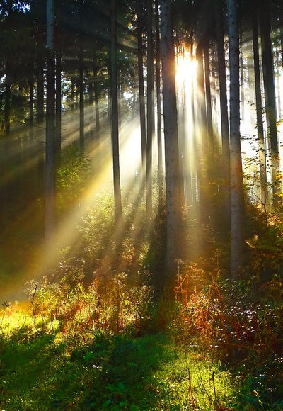 Sonnenlicht dringt durch den dichten Wald