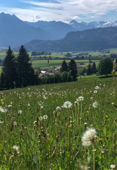 Felder voller Löwenzahn