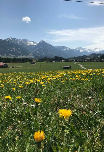 Löwenzahnfrühling im Allgäu