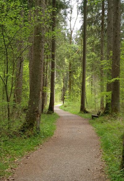 Auf dem Weg durch den Weidachwald bei Fischen im Allgäu