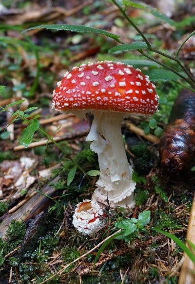 Fliegenpilz im Tiefenberger Moos