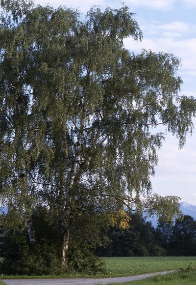 Au Kohlbach