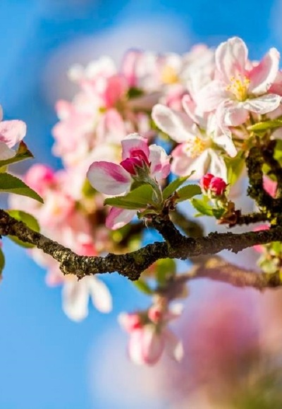 Apfelblüte