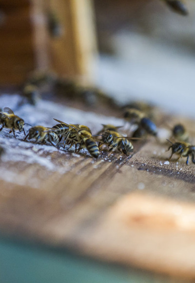 Bienenlehrpfad