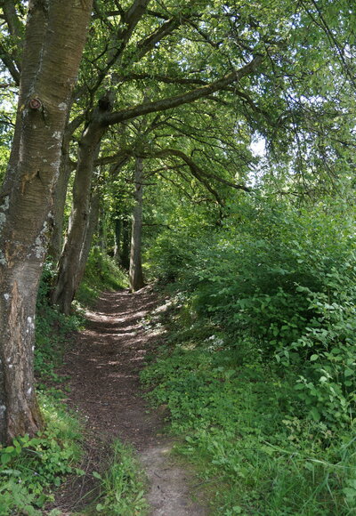 Hohlweg