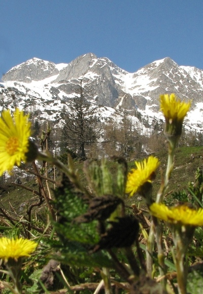 Quehenbergalm