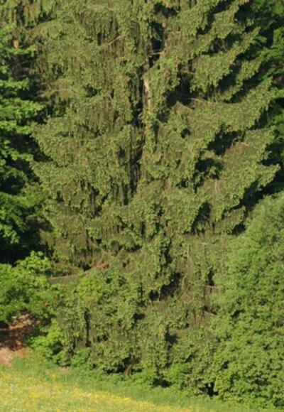 Mischwald