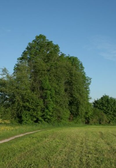 Hecke, Wiese, Weg