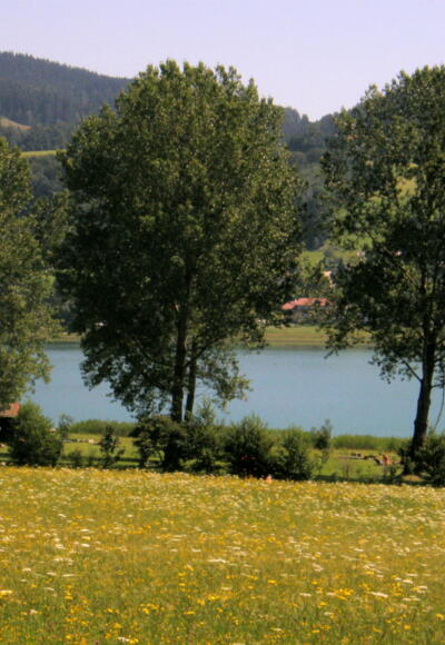 am Irrsee entlang