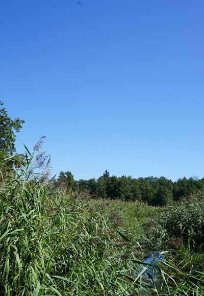 Simssee Schilf