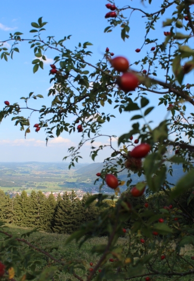 Herbst auf den Grassauer Bergen