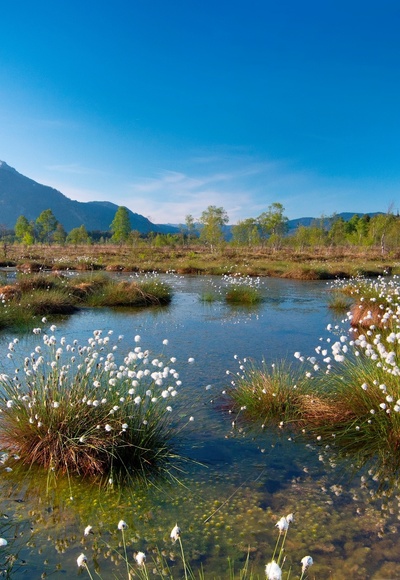 Wollgras in der Kendlmühlfilze